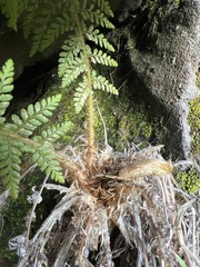 Polystichum haleakalense