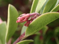 Arctostaphylos franciscana