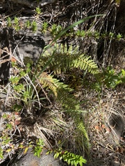 Polystichum haleakalense