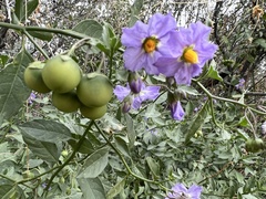 Solanum xanti