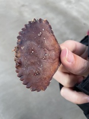 Metacarcinus anthonyi