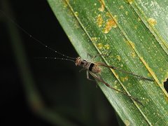 Nisitrus malaya