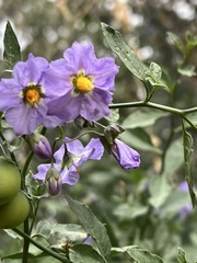 Solanum xanti