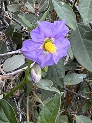 Solanum xanti