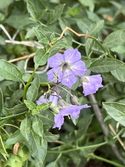 Solanum xanti