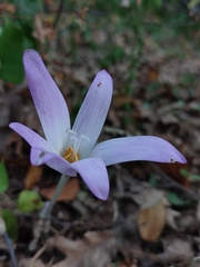 Colchicum lusitanum