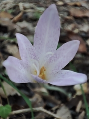 Colchicum lusitanum