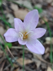 Colchicum lusitanum
