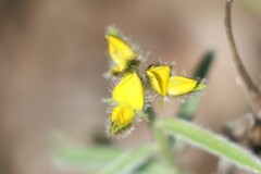 Crotalaria brevis