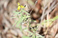 Crotalaria brevis
