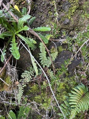 Polystichum haleakalense