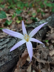 Colchicum lusitanum