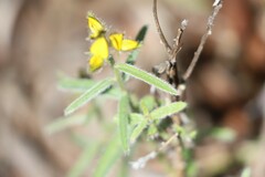 Crotalaria brevis