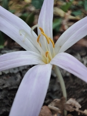 Colchicum lusitanum