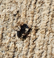 Camponotus chromaiodes