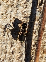 Camponotus chromaiodes