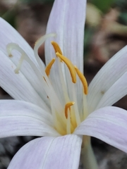 Colchicum lusitanum