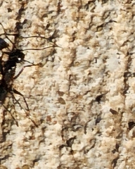 Camponotus chromaiodes