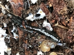 Kontikia ventrolineata