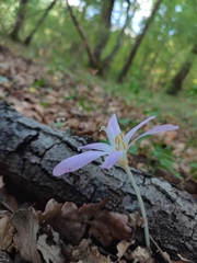 Colchicum lusitanum