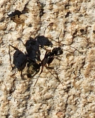 Camponotus chromaiodes
