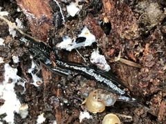 Kontikia ventrolineata