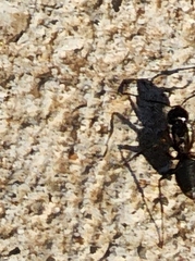 Camponotus chromaiodes