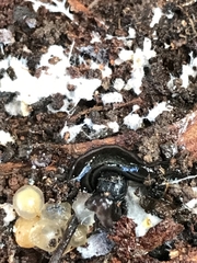 Kontikia ventrolineata