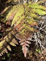 Dryopteris arguta