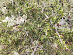 Condalia mexicana