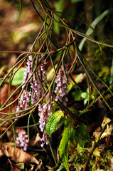 Schoenorchis juncifolia