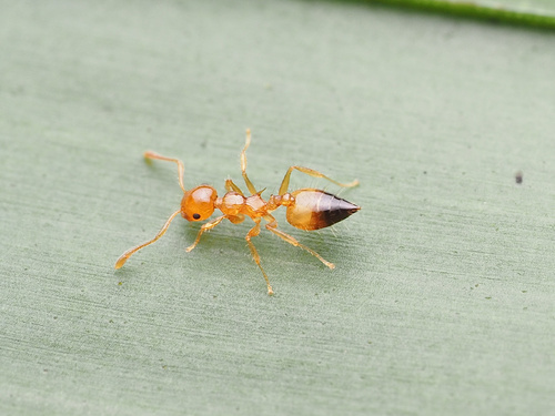 Crematogaster quadrirugaCrematogaster quadriruga