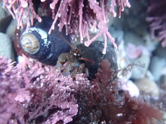 Pagurus granosimanus