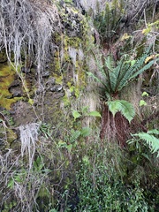 Polystichum haleakalense