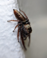 Opisthoncus nigrofemoratus