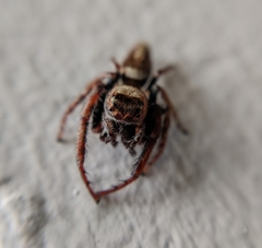 Opisthoncus nigrofemoratus