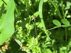 Xanthocnemis zealandica