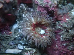 Anthopleura artemisia