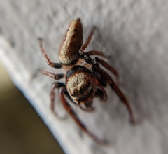 Opisthoncus nigrofemoratus