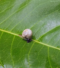Gastropoda