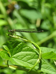 Xanthocnemis zealandica