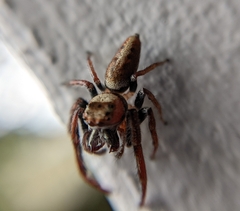 Opisthoncus nigrofemoratus