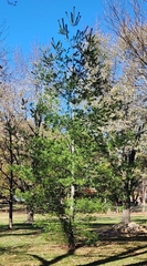 Pinus strobus