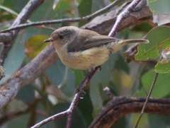 Acanthiza inornata