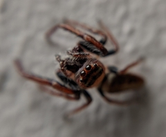 Opisthoncus nigrofemoratus