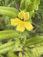 Goodenia amplexans