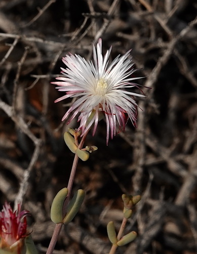 Image of Mesembryanthemum noctiflorum by (c) desertnaturalist, some rights reserved (CC BY)