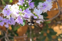 Triploechus heteronevrus