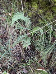 Polystichum haleakalense