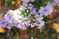 Triploechus heteronevrus